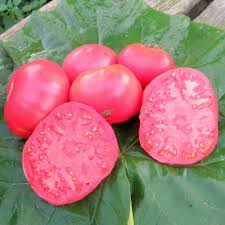 Afbeeldingsresultaat voor stump of the world tomato