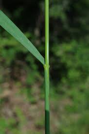 Attēlu rezultāti vaicājumam “Bromopsis inermis leaf”