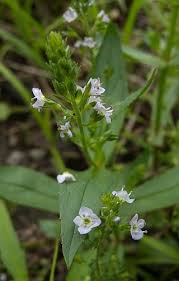 Attēlu rezultāti vaicājumam “Veronica anagallis-aquatica”