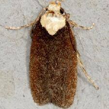 Attēlu rezultāti vaicājumam “Depressaria depressana”