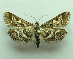 Attēlu rezultāti vaicājumam “Diasemia reticularis”