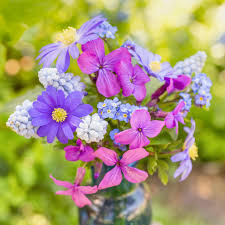 Attēlu rezultāti vaicājumam “Lunaria annua flower”