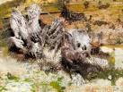 A slime mould - a Stemonitis - via Daymix