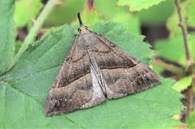 Attēlu rezultāti vaicājumam “Hypena proboscidalis”