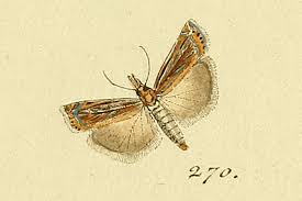 Attēlu rezultāti vaicājumam “Crambus silvella”