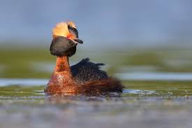 Image result for Podiceps auritus