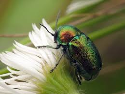 Attēlu rezultāti vaicājumam “Cryptocephalus aureolus, Cryptocephalus sericeus”