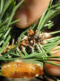 Attēlu rezultāti vaicājumam “Proutia betulina larva”