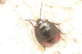 Attēlu rezultāti vaicājumam “Jalla dumosa”