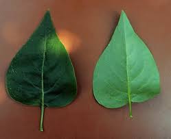 Attēlu rezultāti vaicājumam “Syringa vulgaris fruit”