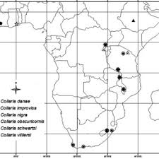 Attēlu rezultāti vaicājumam “Collaria sp.”