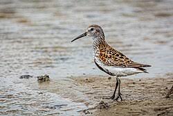 Attēlu rezultāti vaicājumam “Calidris alpina”
