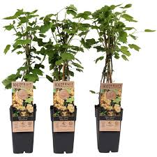 Attēlu rezultāti vaicājumam “Ribes rubrum”