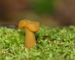 Attēlu rezultāti vaicājumam “Leotia lubrica”