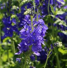Attēlu rezultāti vaicājumam “Veronica austriaca subsp. teucrium bud”