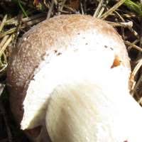 Attēlu rezultāti vaicājumam “Rozites caperata”