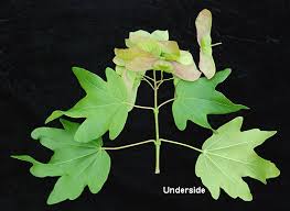 Attēlu rezultāti vaicājumam “Acer campestre fruit”