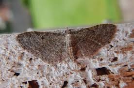 Attēlu rezultāti vaicājumam “Eupithecia tenuiata”