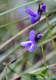 Attēlu rezultāti vaicājumam “Viola rupestris flower”