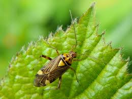 Attēlu rezultāti vaicājumam “Rhabdomiris striatellus”