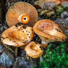 Attēlu rezultāti vaicājumam “Lactarius”