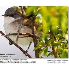 Attēlu rezultāti vaicājumam “Picoides tridactylus adult”