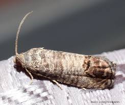 Attēlu rezultāti vaicājumam “Cydia pomonella”