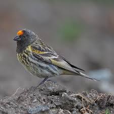 Image result for Serinus serinus