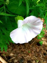 Attēlu rezultāti vaicājumam “Calystegia inflata”