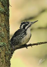 Attēlu rezultāti vaicājumam “Picoides tridactylus”