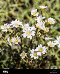 Attēlu rezultāti vaicājumam “Cerastium arvense flower”