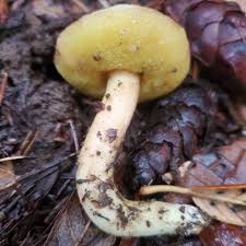 Attēlu rezultāti vaicājumam “Xerocomus subtomentosus”