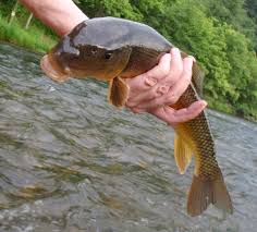 Image result for Moxostoma duquesnei