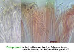 Attēlu rezultāti vaicājumam “Propolis farinosa”