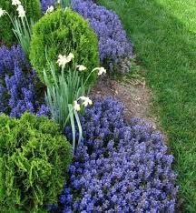 Attēlu rezultāti vaicājumam “Ajuga genevensis”