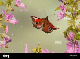 Attēlu rezultāti vaicājumam “Inachis io”