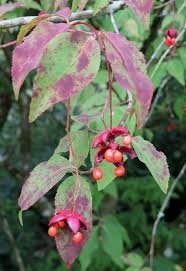 Attēlu rezultāti vaicājumam “Euonymus verrucosus fruit”