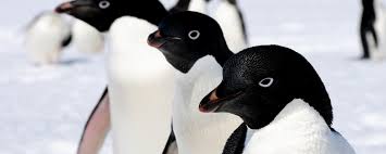 Image result for penguin