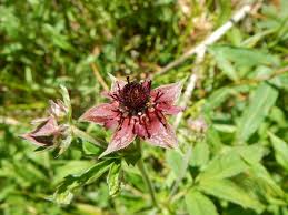 Attēlu rezultāti vaicājumam “Comarum palustre flower”