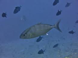 Image result for Seriola rivoliana