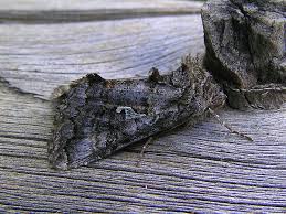 Attēlu rezultāti vaicājumam “Syngrapha interrogationis”