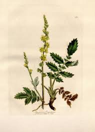 Attēlu rezultāti vaicājumam “Agrimonia eupatoria fruit”