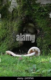 Attēlu rezultāti vaicājumam “Pholiota heteroclita”