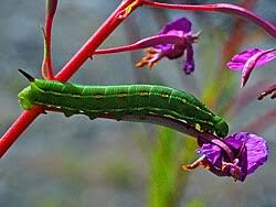 Attēlu rezultāti vaicājumam “Hyles gallii imago”