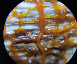 Attēlu rezultāti vaicājumam “Willkommlangea reticulata macro”