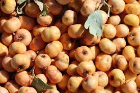 Attēlu rezultāti vaicājumam “Crataegus x macrocarpa fruit”