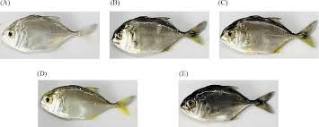 Image result for Caranx ignobilis