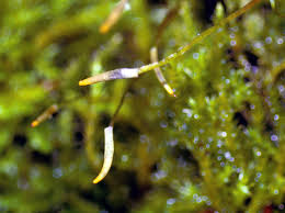 Attēlu rezultāti vaicājumam “Pseudoleskeella nervosa”