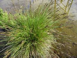 Attēlu rezultāti vaicājumam “Carex paniculata”