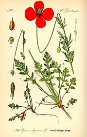 Attēlu rezultāti vaicājumam “Papaver argemone flower”